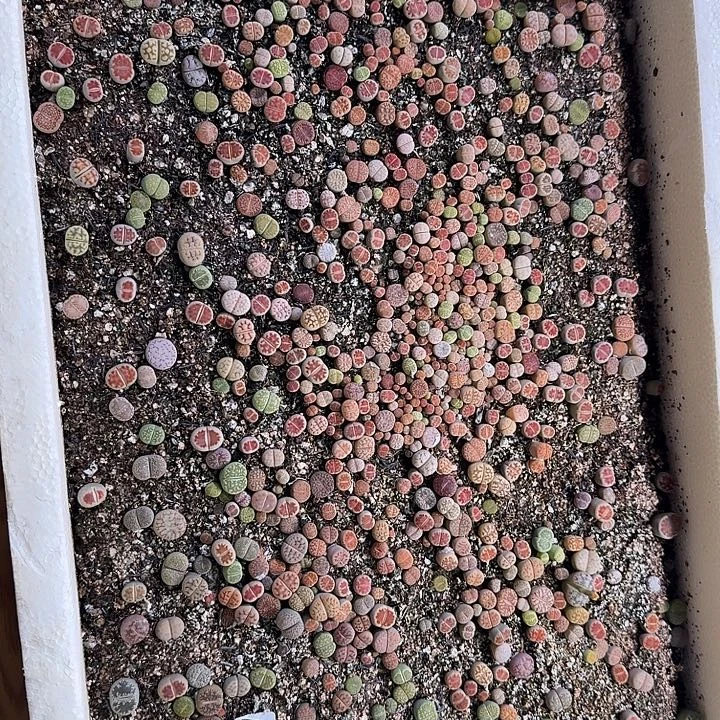 生900石花整筐脱土发货