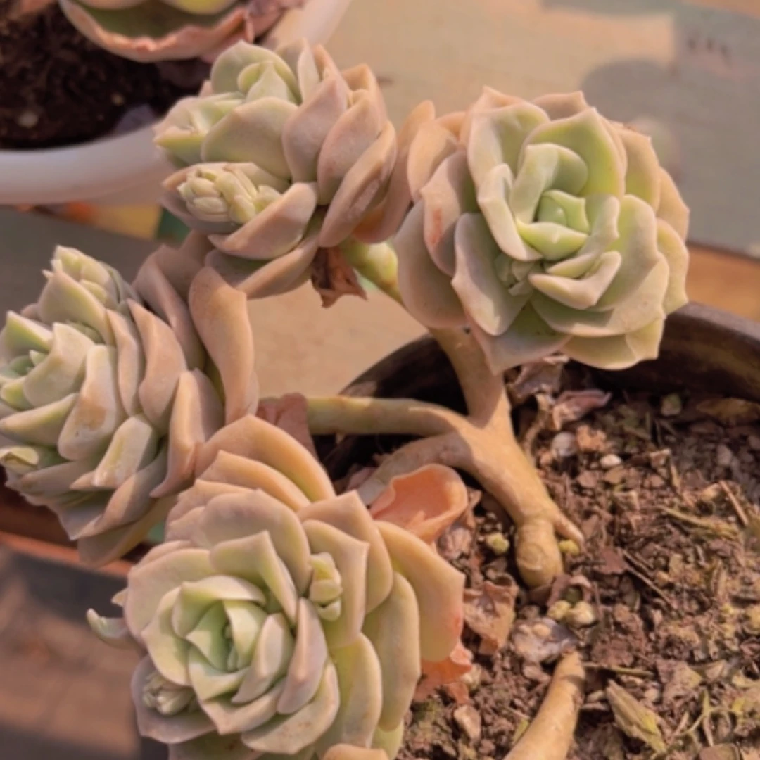 【闪购商品】可爱玫瑰缀13168