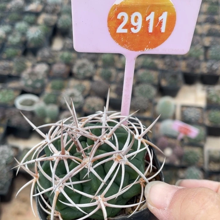 大***愚实生碧岩2911000000