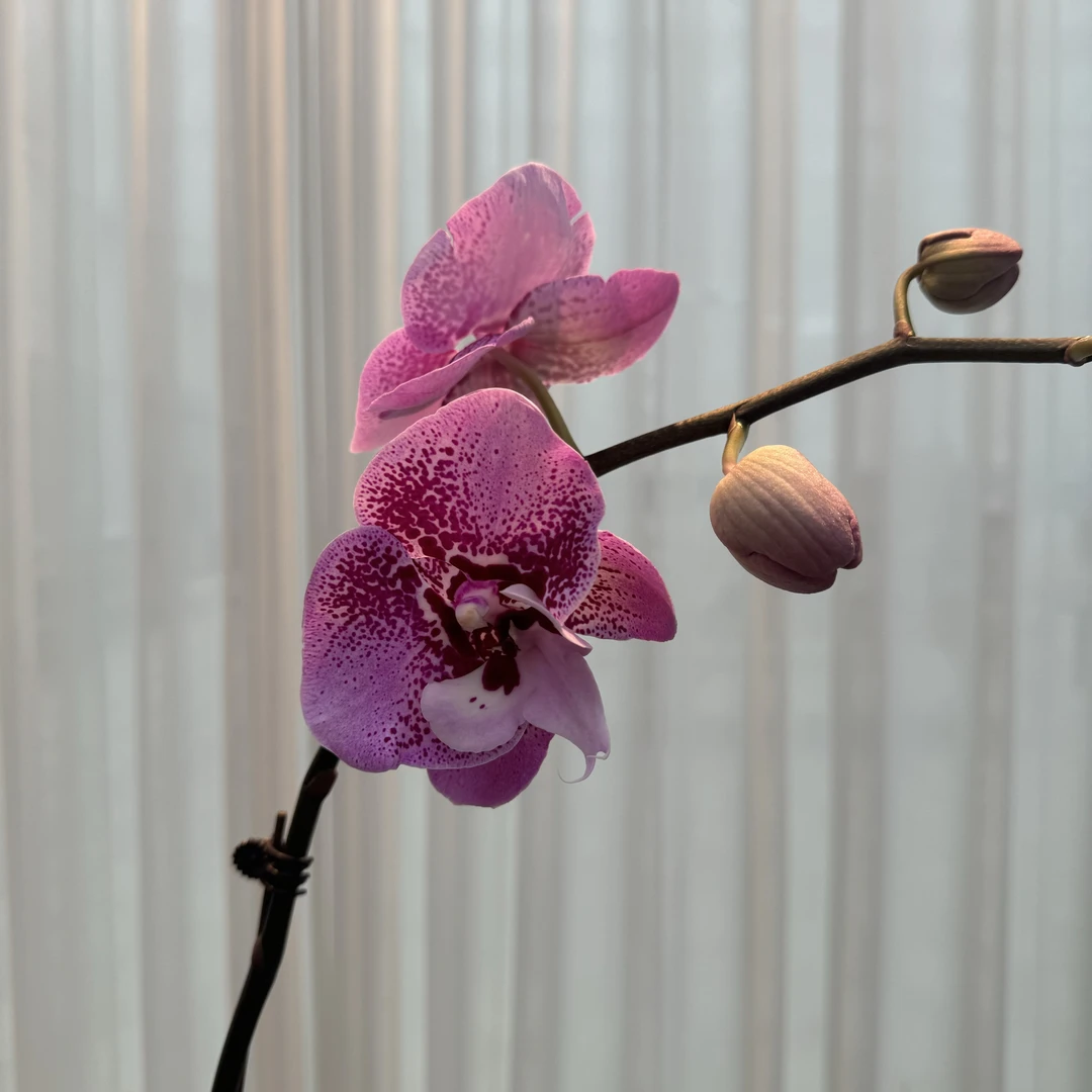 花大王一物一拍【实生蝴蝶兰】 精美盆栽 基地直发