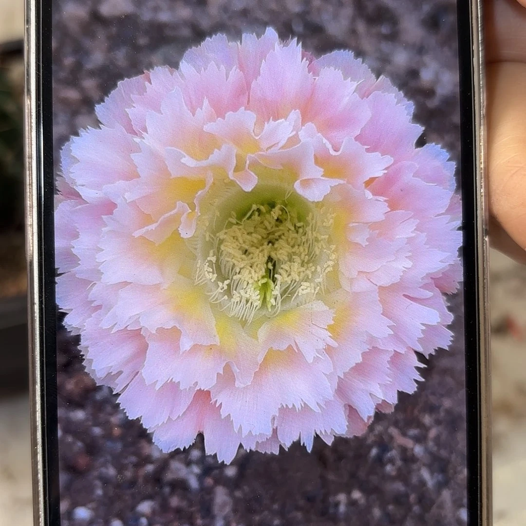 彩草颜如玉8.5公分左右