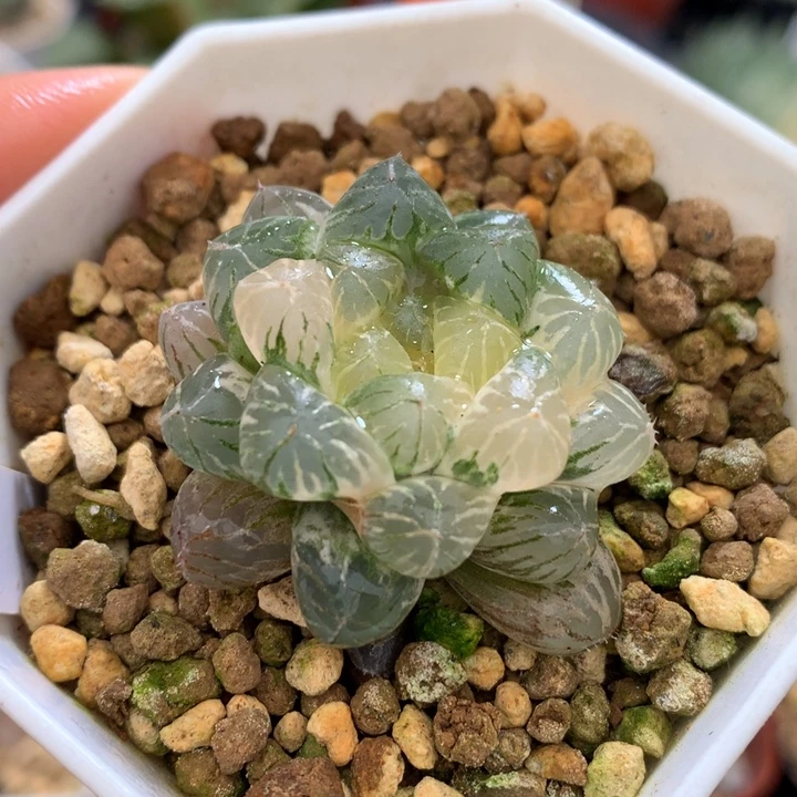 姬玉露锦，带盆带货