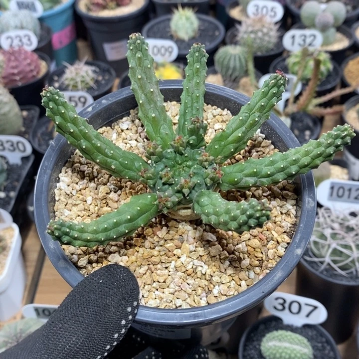 实生九头龙大戟210号11.5cm