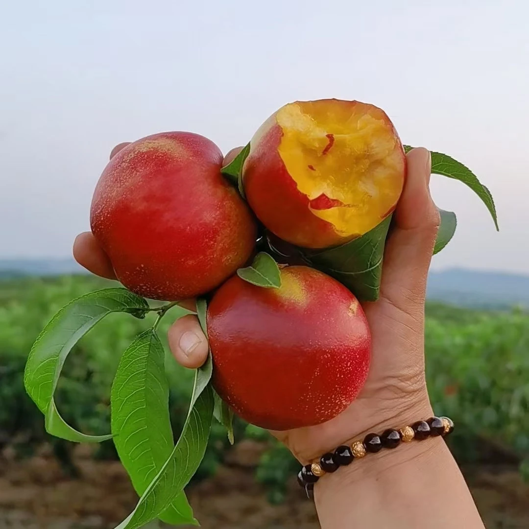河南黄心油桃，红桃，脆桃