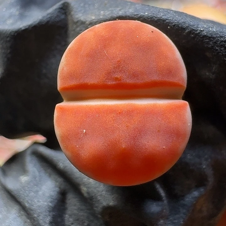 生石花2:：：：。  86号。 1.5左右