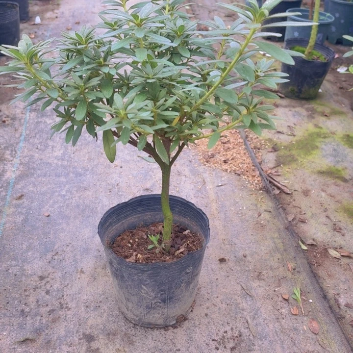 完全开放岸牡丹杜鹃花