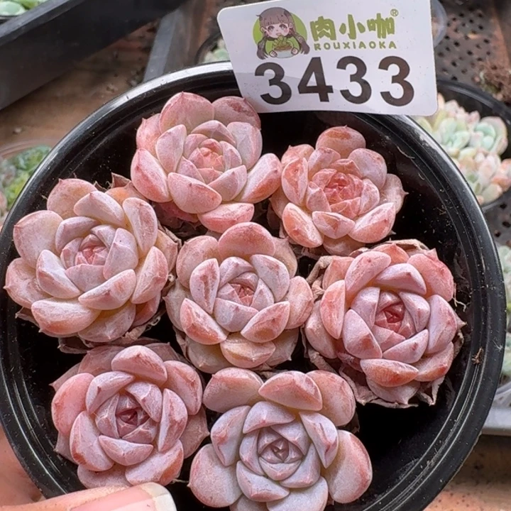 多肉植物多肉植物