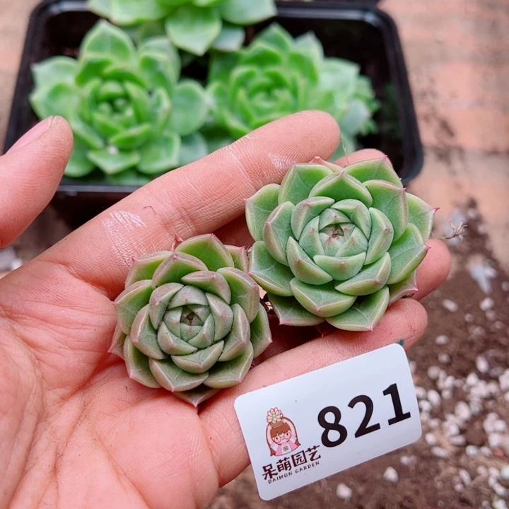 多肉植物多肉植物