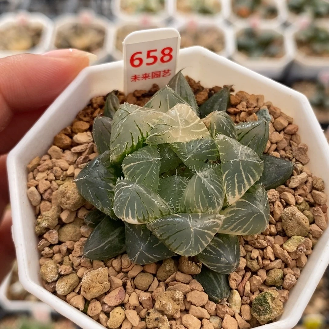 658赤线玉露锦一物一图