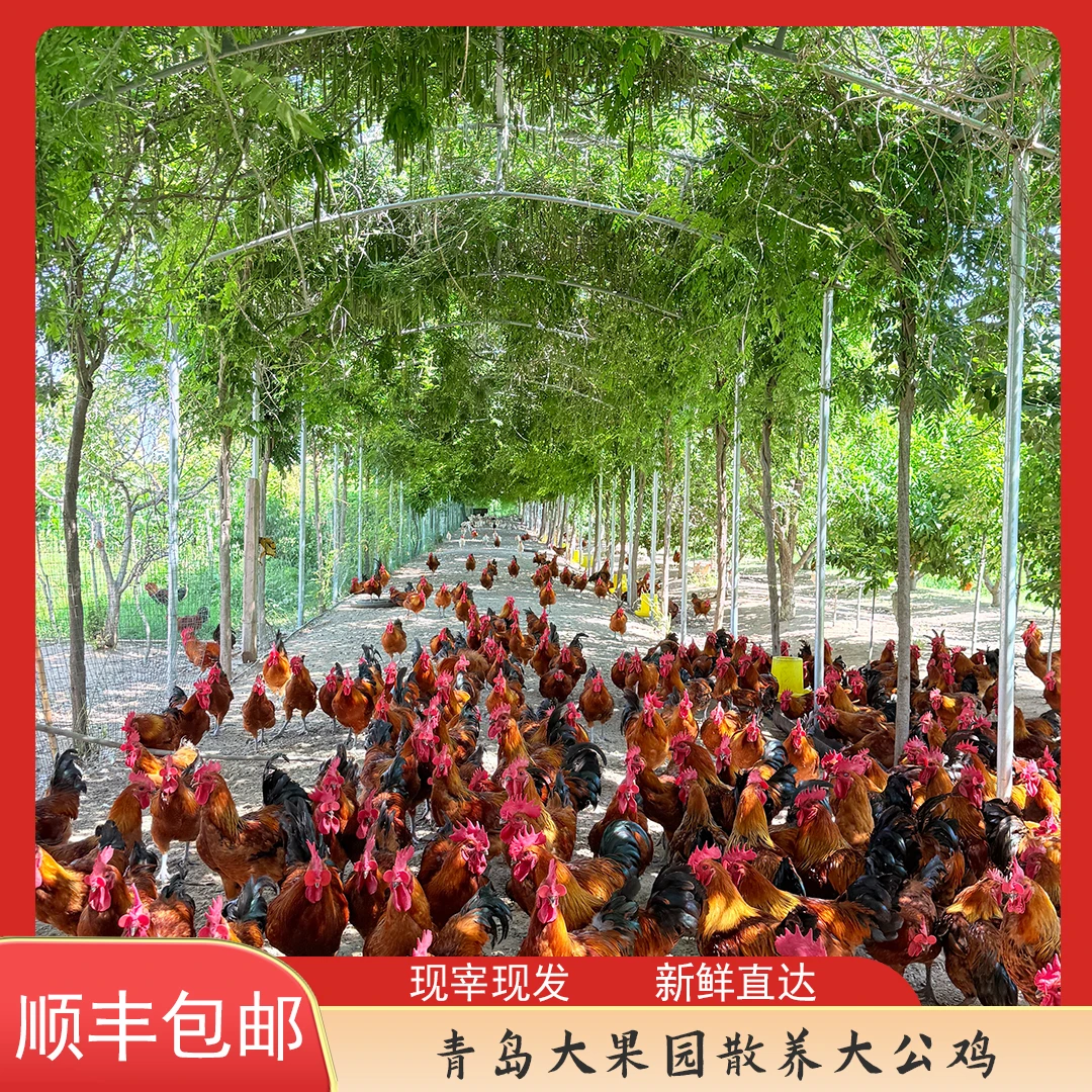 2年以上农家散养大公鸡溜达鸡五谷杂粮林间散养现宰现发散养鸡