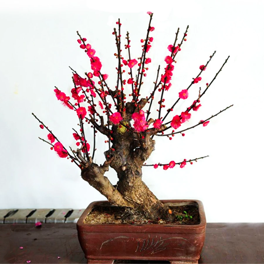 （30年）特大乌羽玉梅花耐寒室内室外养殖都是可以的