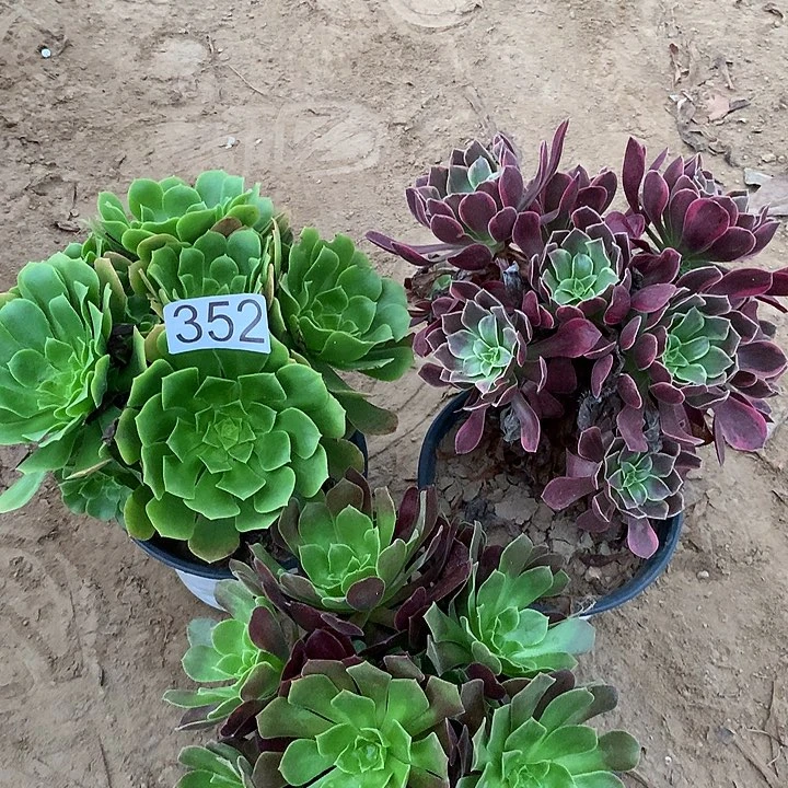 无花朵352三颗多肉植物组合