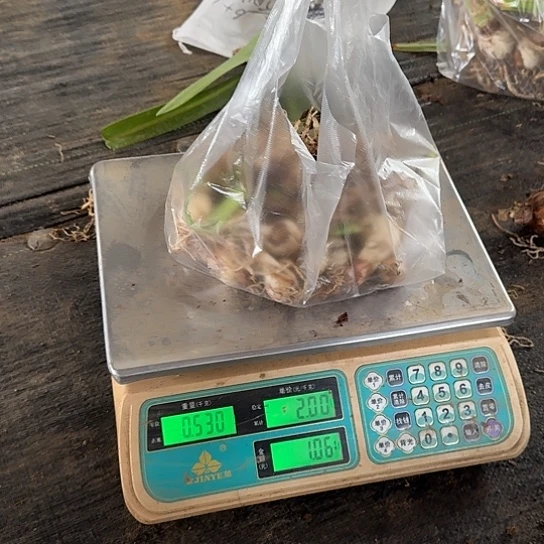 2023杂交盲盒侧芽 保底10颗 一斤装开花无售后