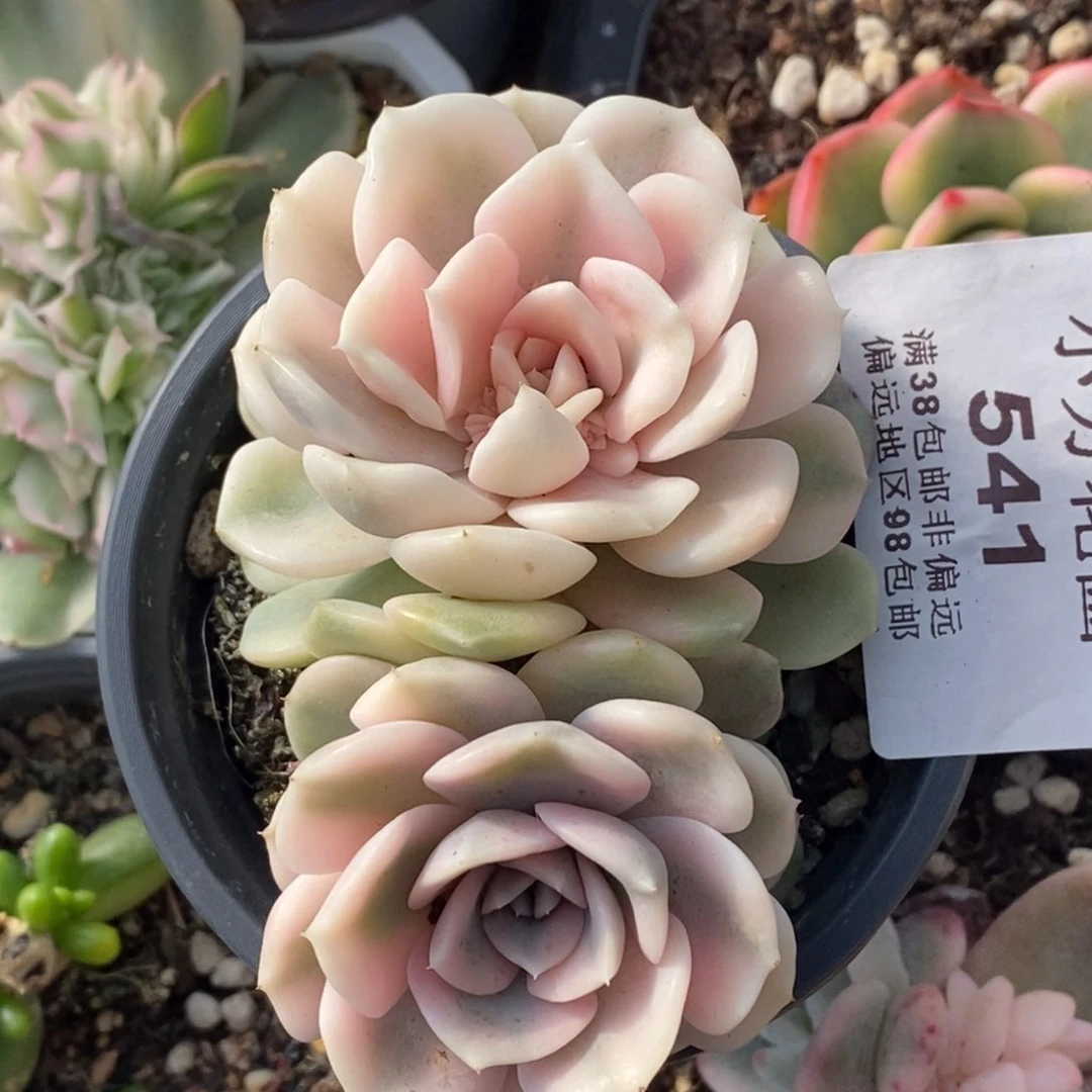 541雪兔锦福伦锦双头