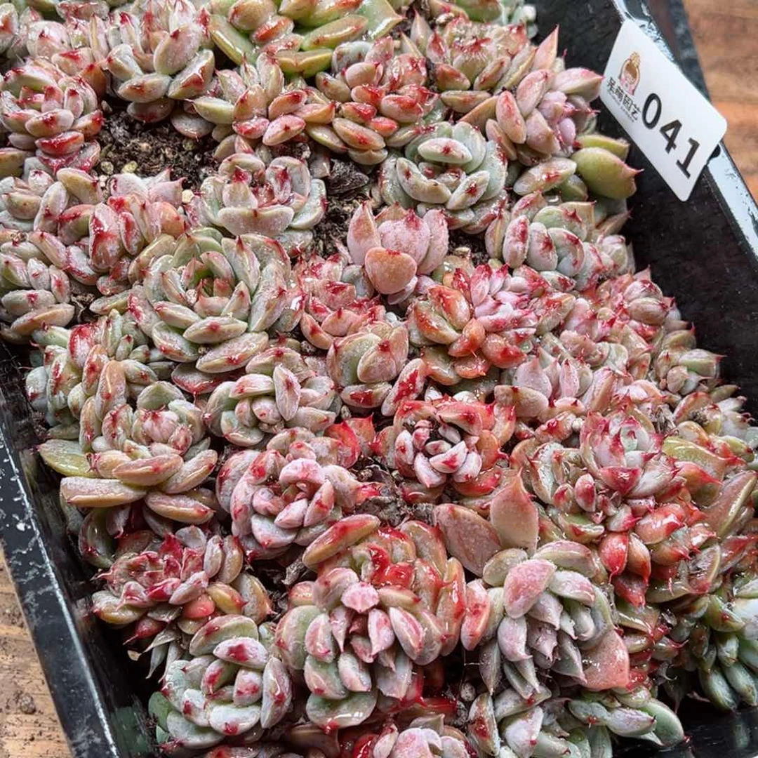 @***?多肉植物多肉植物