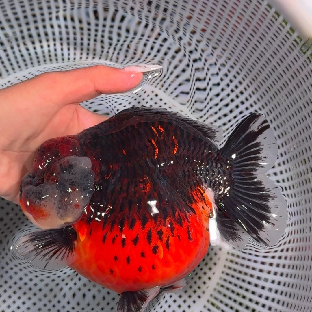 金鱼类不分公母15