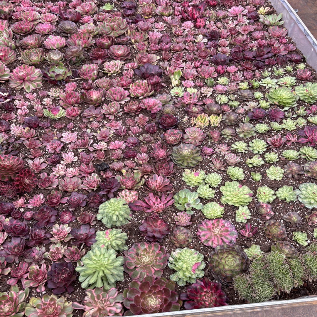 勿乱拍，（寄养链接）库存999