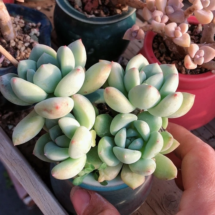 【闪购商品】8***28282带盆