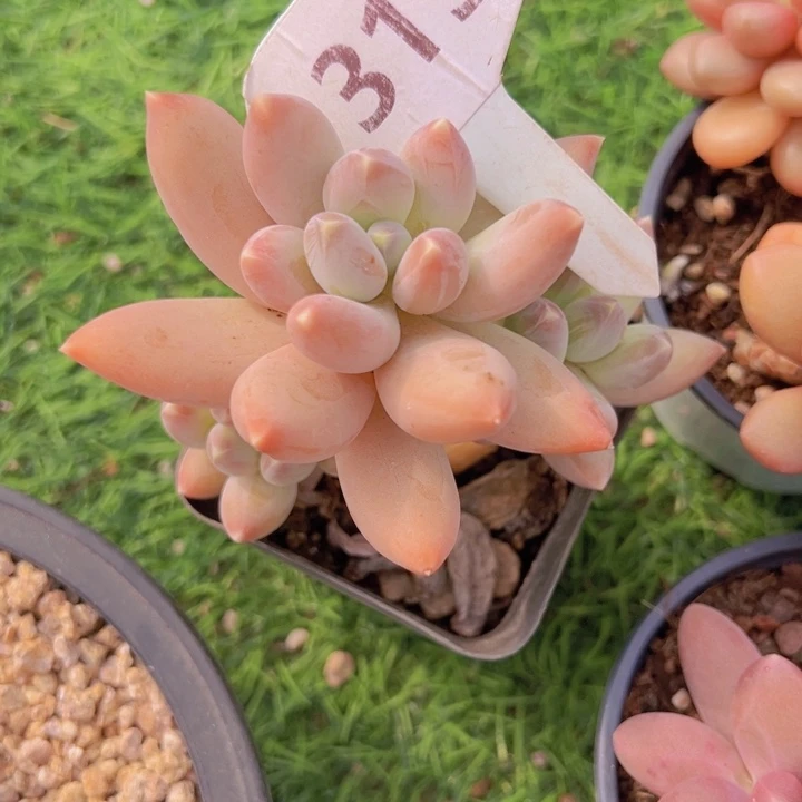 健健康康平平安安