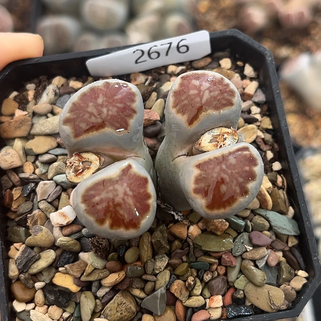 一物一拍菊母本2676粗纹