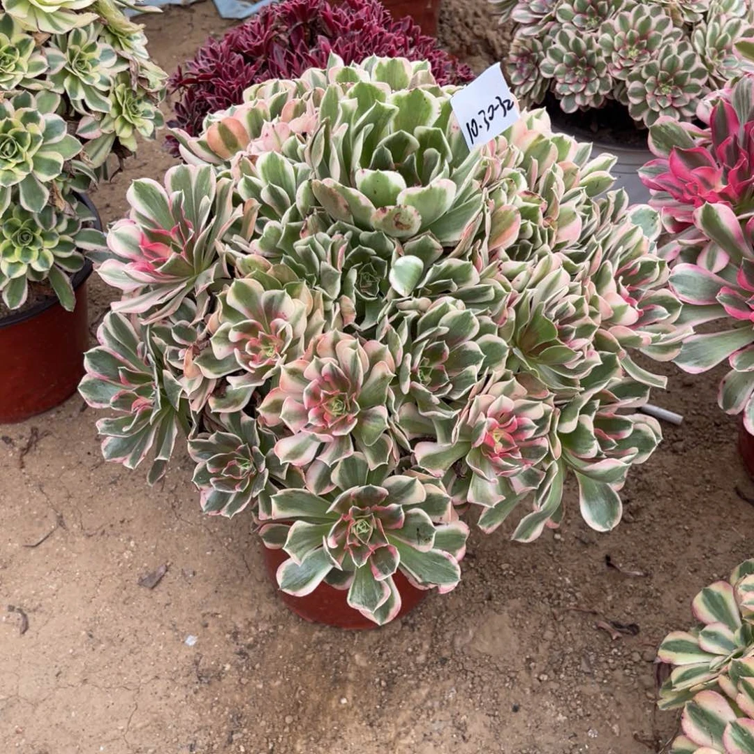 玉****10-30-32男神法师锦多肉