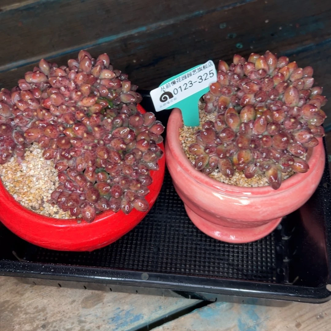 随*?多肉编号0123-325带盆