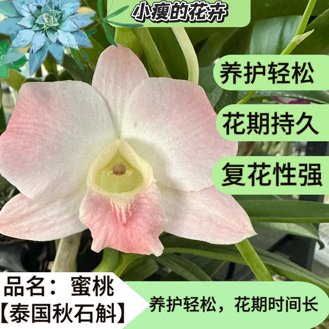 泰国进口秋石斛《大蜜桃》 耐热 好养多年生室内外阳台花卉