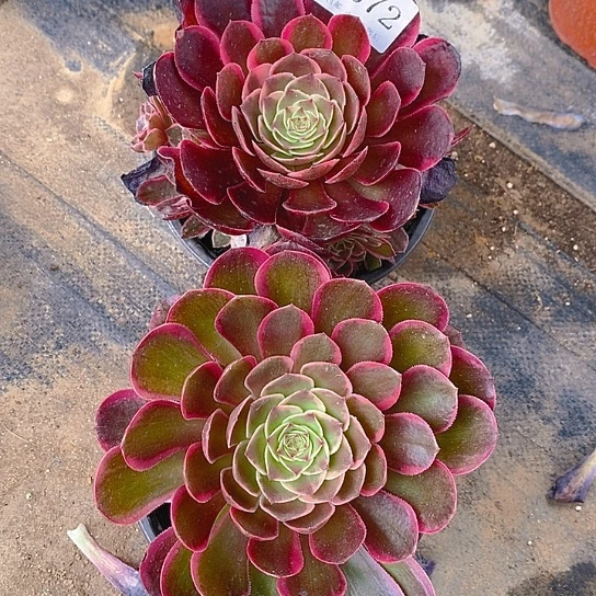 1572粉花妖多肉2颗