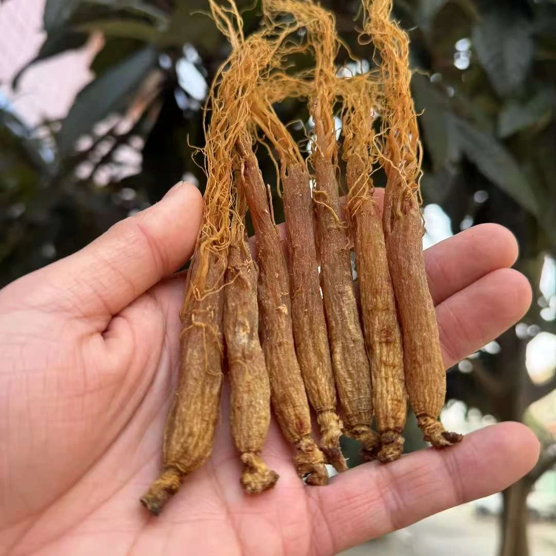 农户大山自寻红参