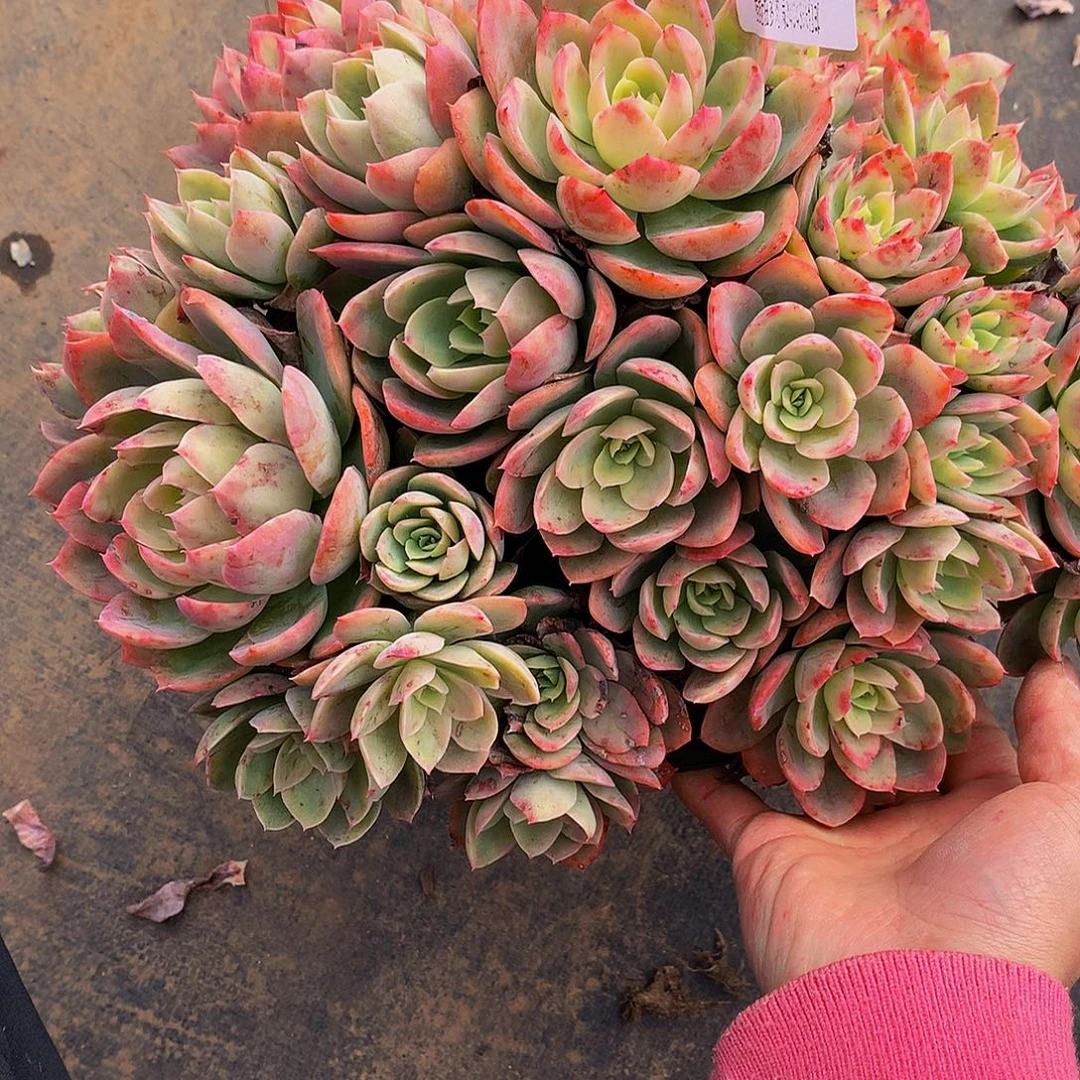 蟹***店丝绸24042多肉多肉率