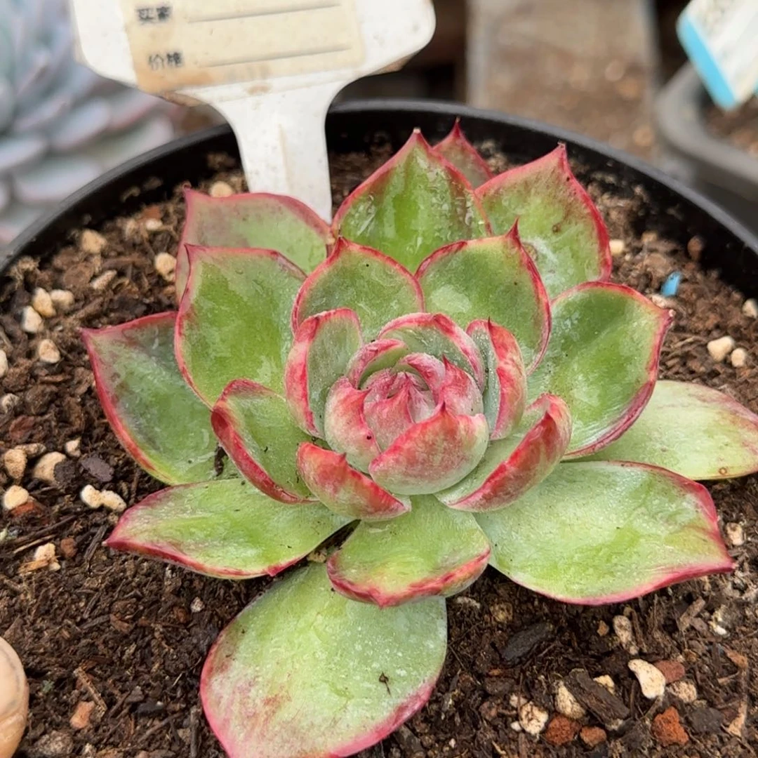 惊鸿一物一拍包装收缩花旱682