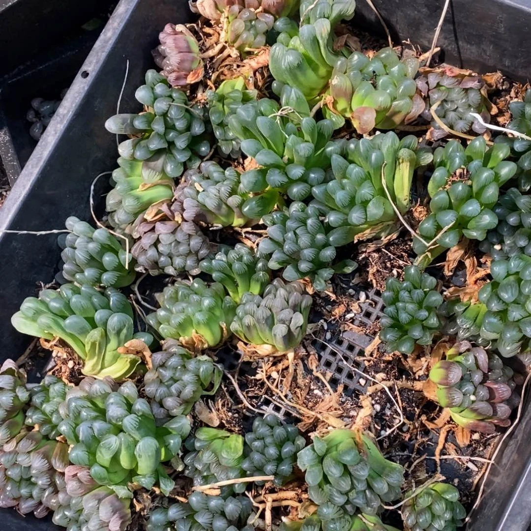 22123 一颗实生歪七扭八小冰灯玉露 整点福利