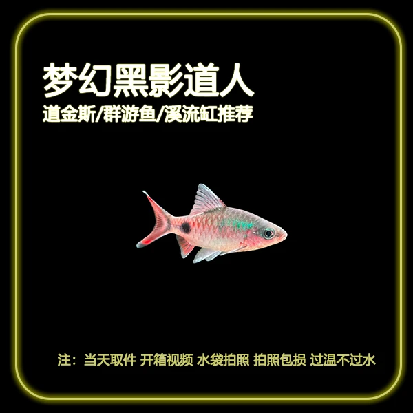 【梦幻黑影道人】克里希那道金斯鲃梦幻黑影原生热带淡水群游观赏鱼