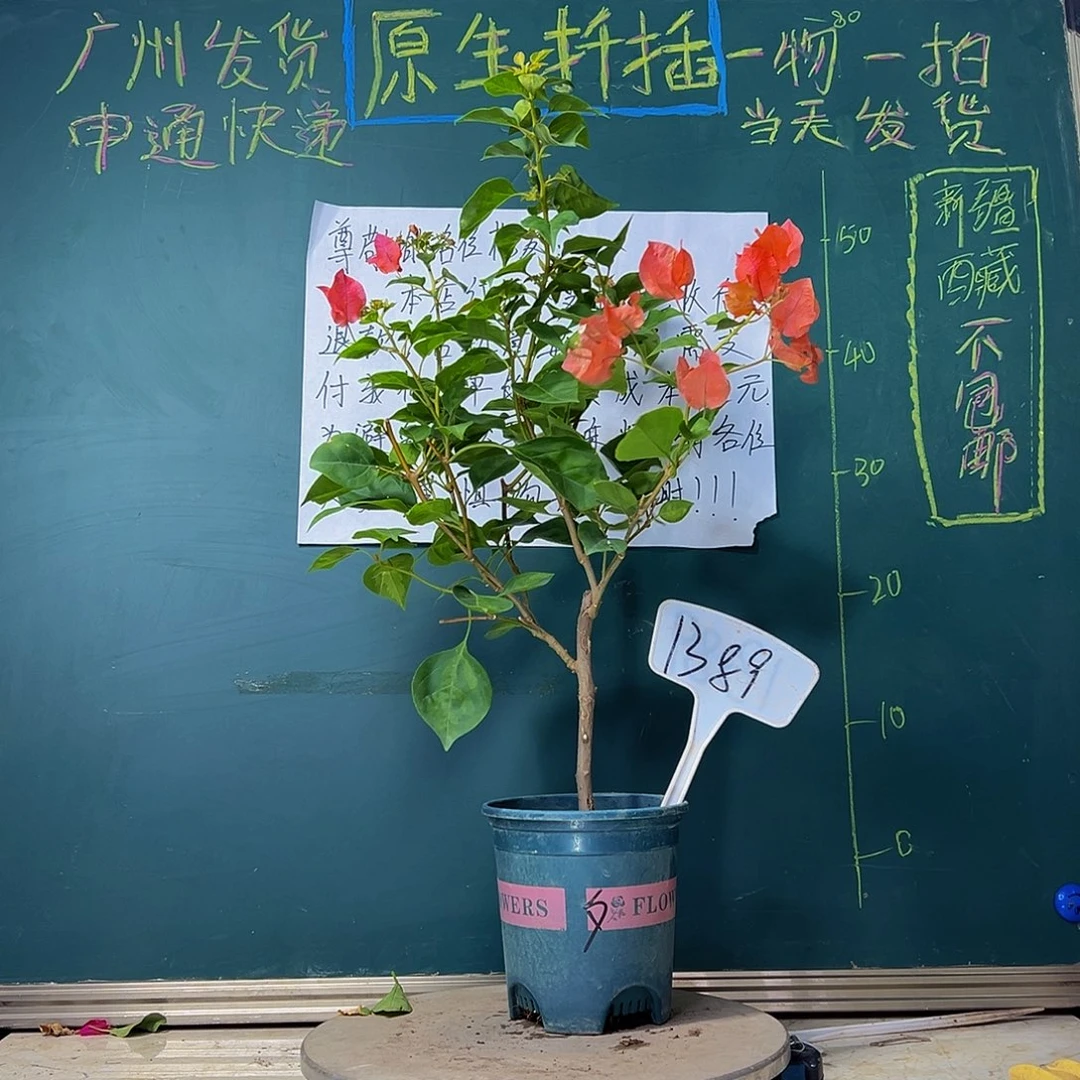 当前无花栽培后可以开花暗斑夕阳红1389