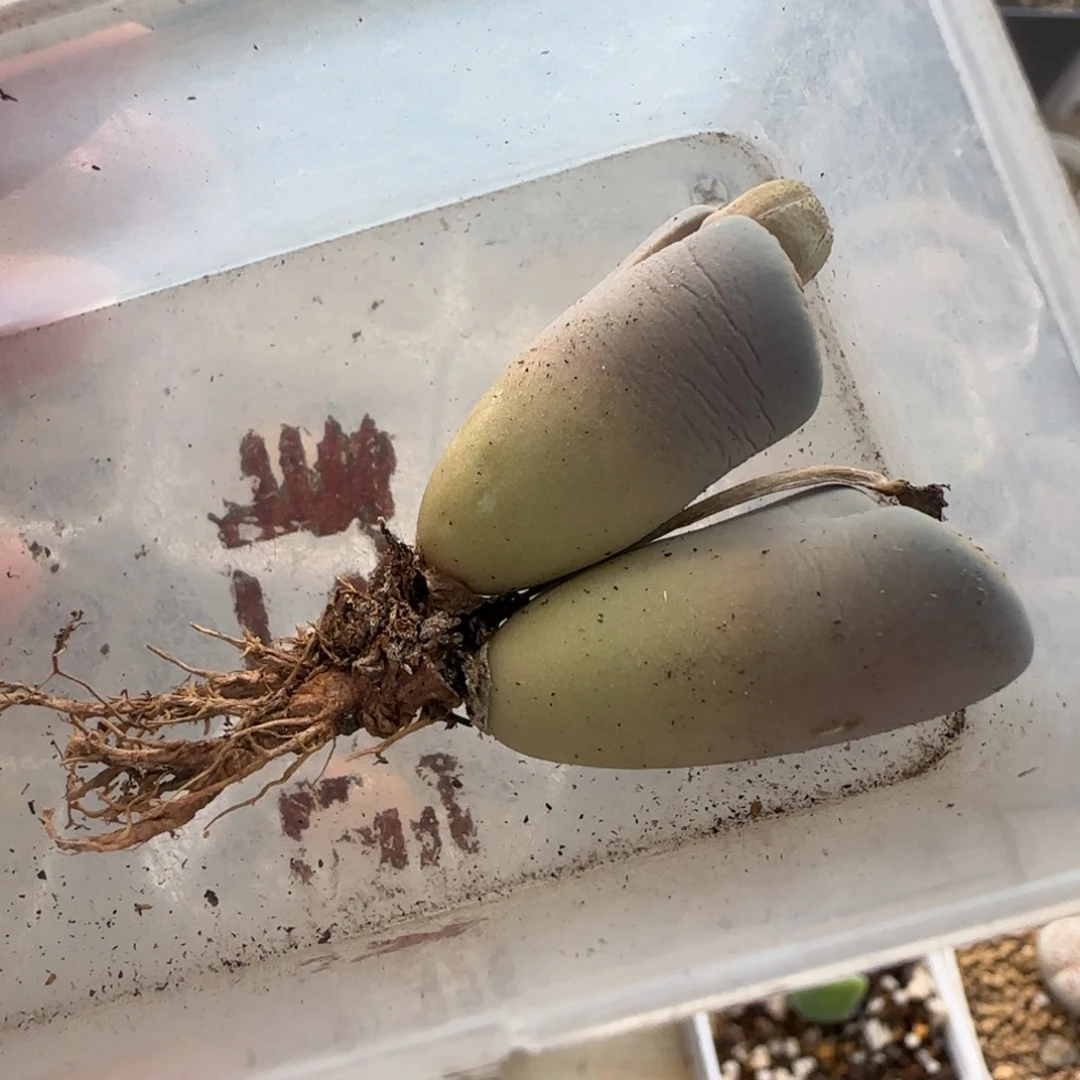 哪****11.11。爱萌朝贡生石花。8054