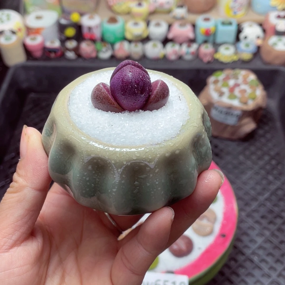 w6519 带盆土发货-零下地区拍保温箱