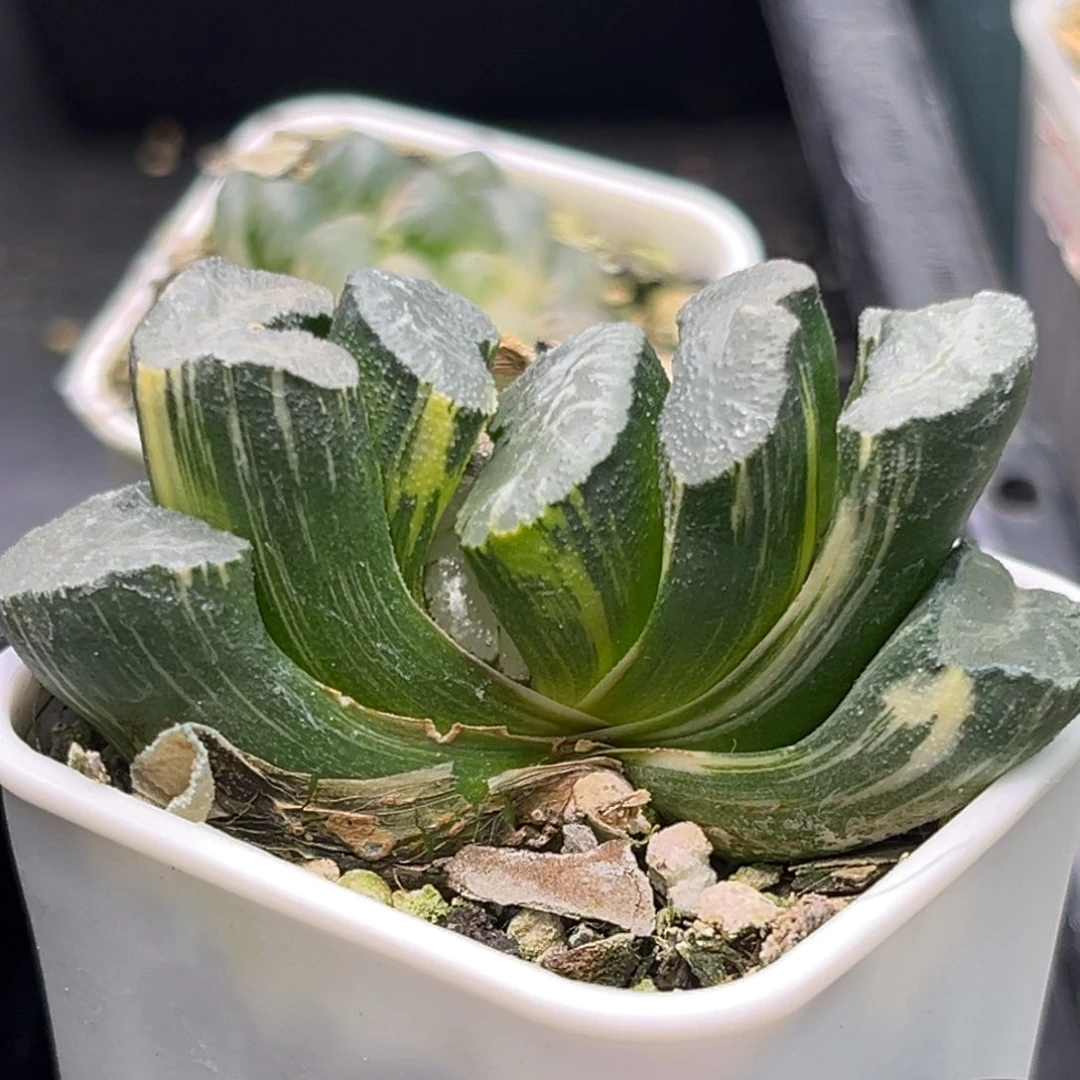 恭喜发财大吉大利2377