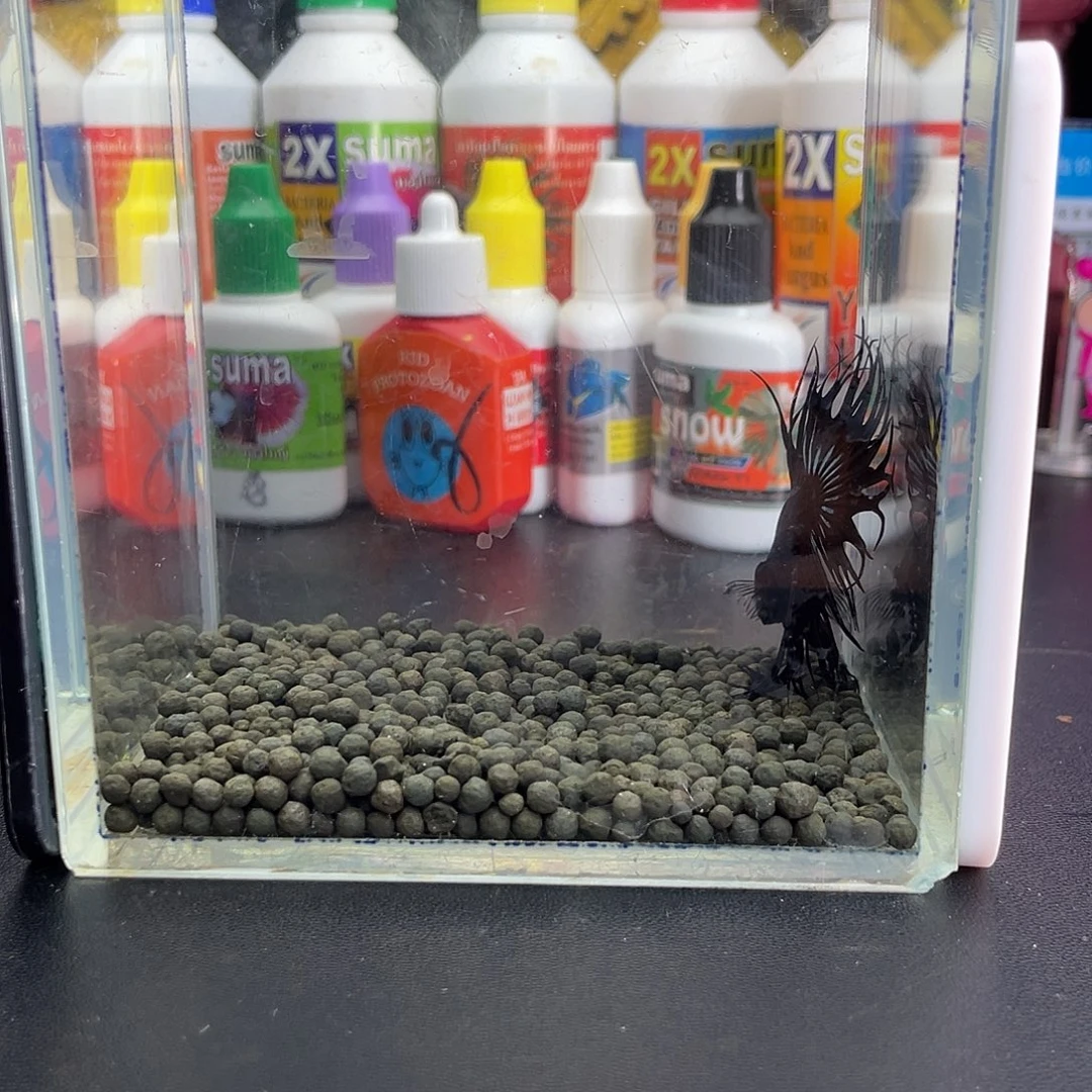 斗鱼40号1020早黑毒