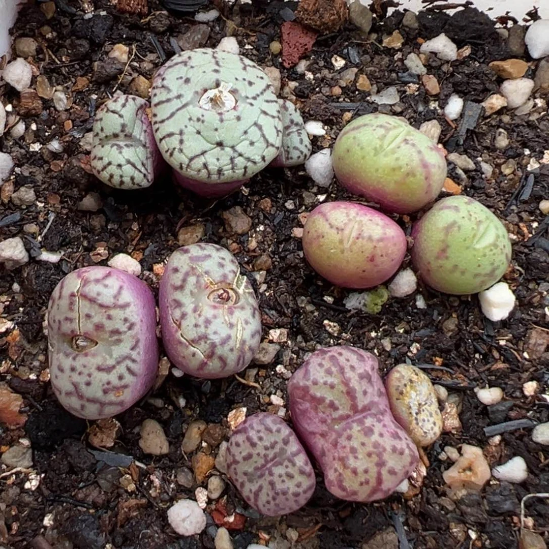 3.4好看的多肉脱土发货605