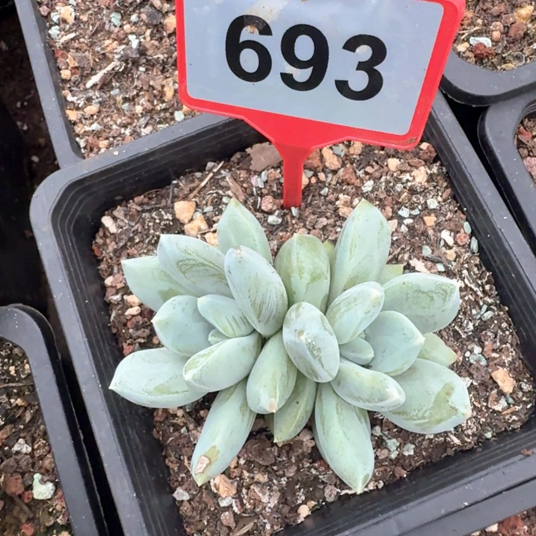 七彩三色美人多肉植物693