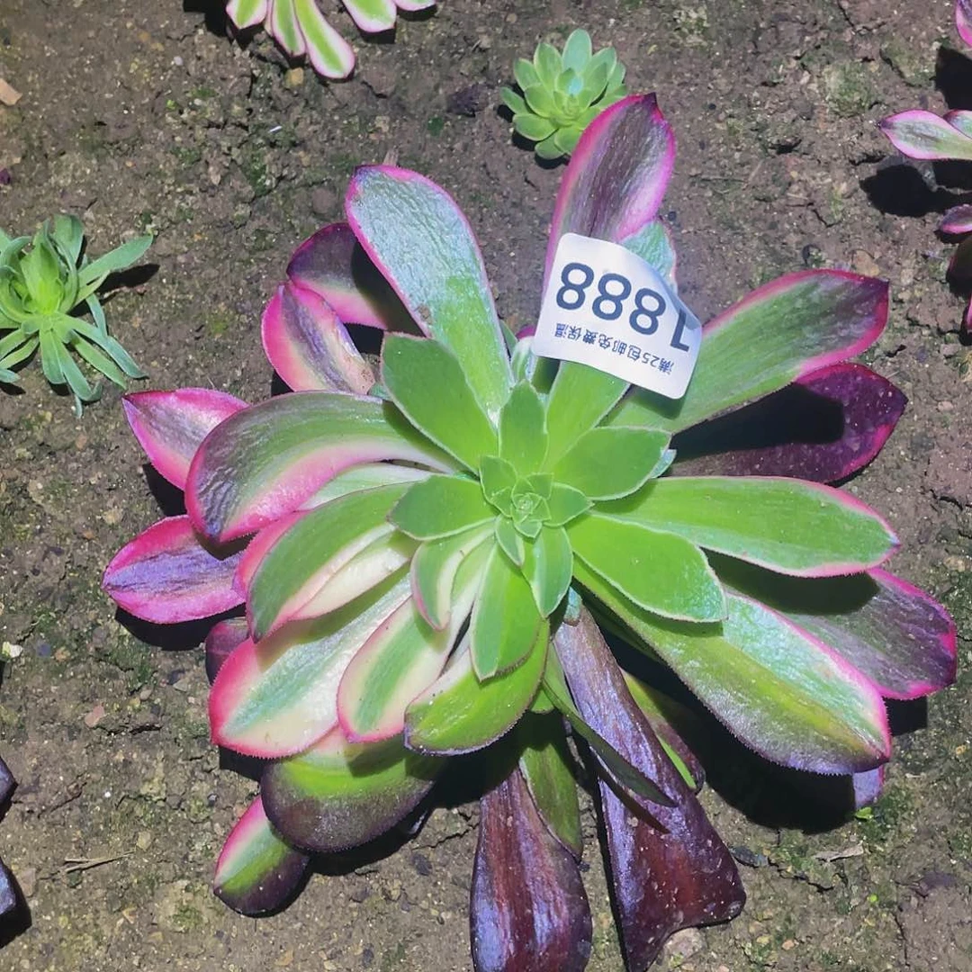 1888美杜莎花脸多肉植物