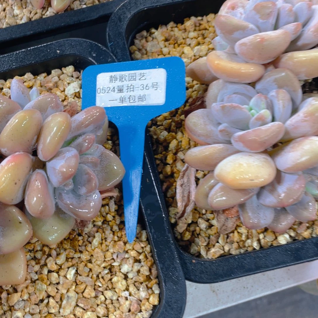 0524-36-粉兔群生一颗