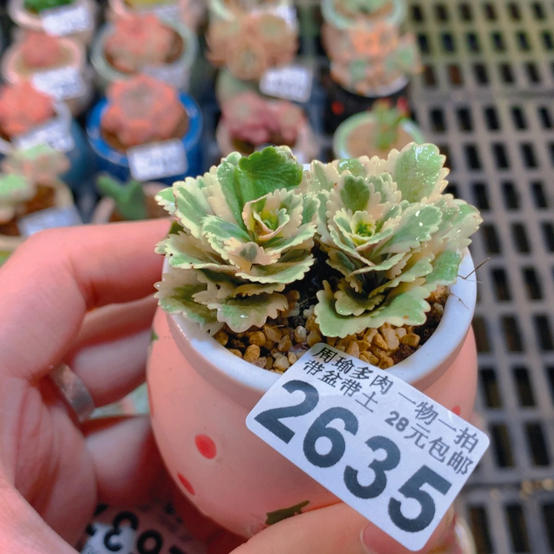 5厘米盆精控多肉2635