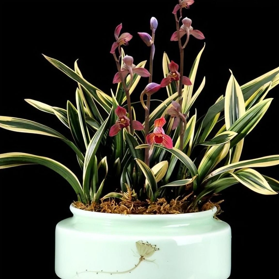 金边墨兰图片仅供参考，不送保温，冻死不赔