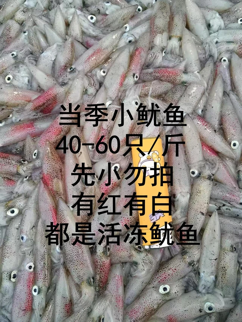 3斤鱿鱼子弹鱿 活鱿活冻（有红有白） 1斤/盒  水开煮30秒无籽无膏