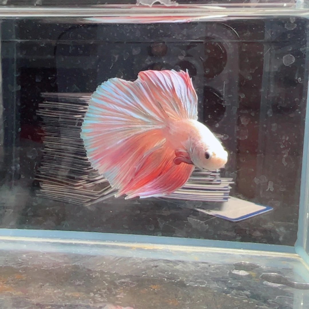 斗鱼浅色仙仙裙特殊尾