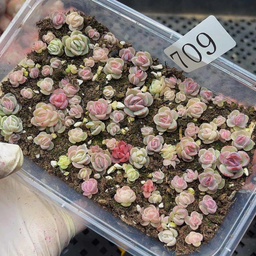 多肉植物多肉植物709