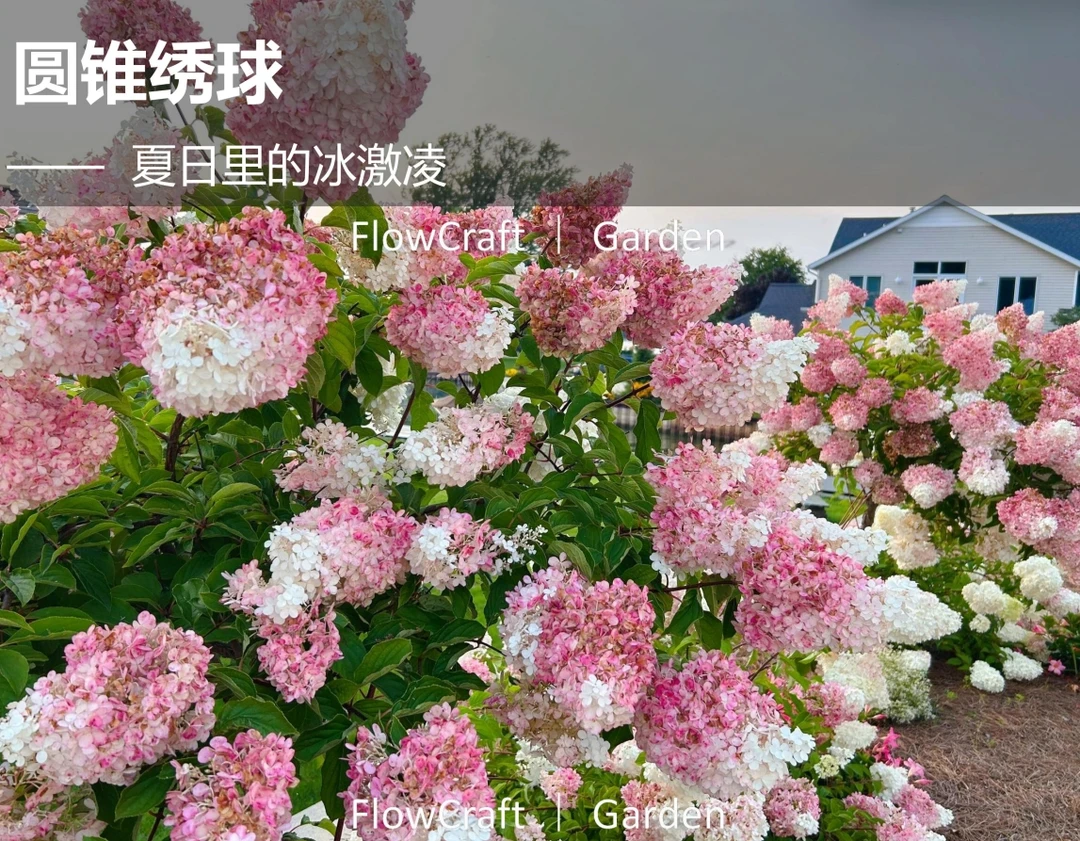 圆锥绣球香草草莓 北极熊 石灰灯棒棒糖 耐寒半荫盆栽阳台花卉