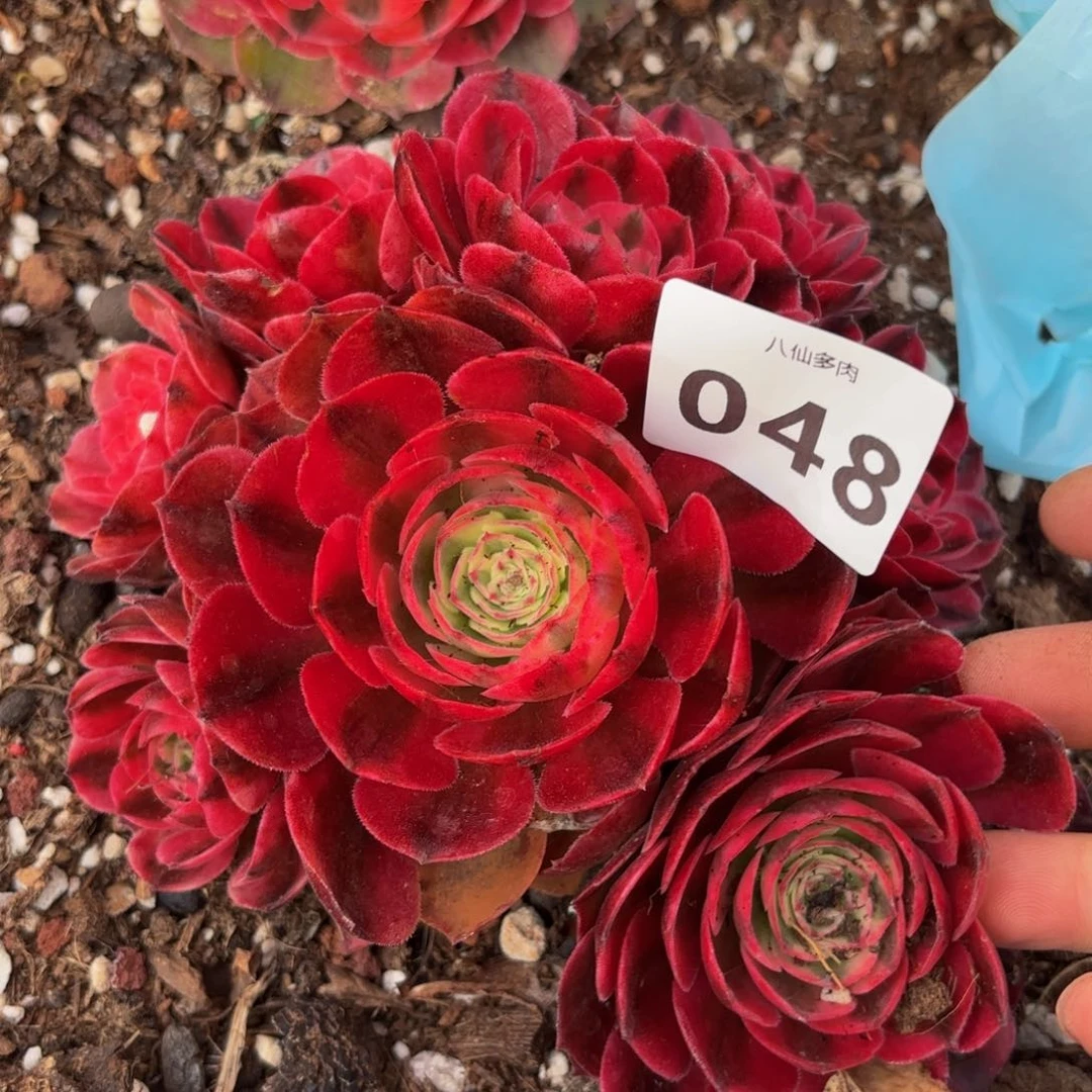 048多肉植物荔枝