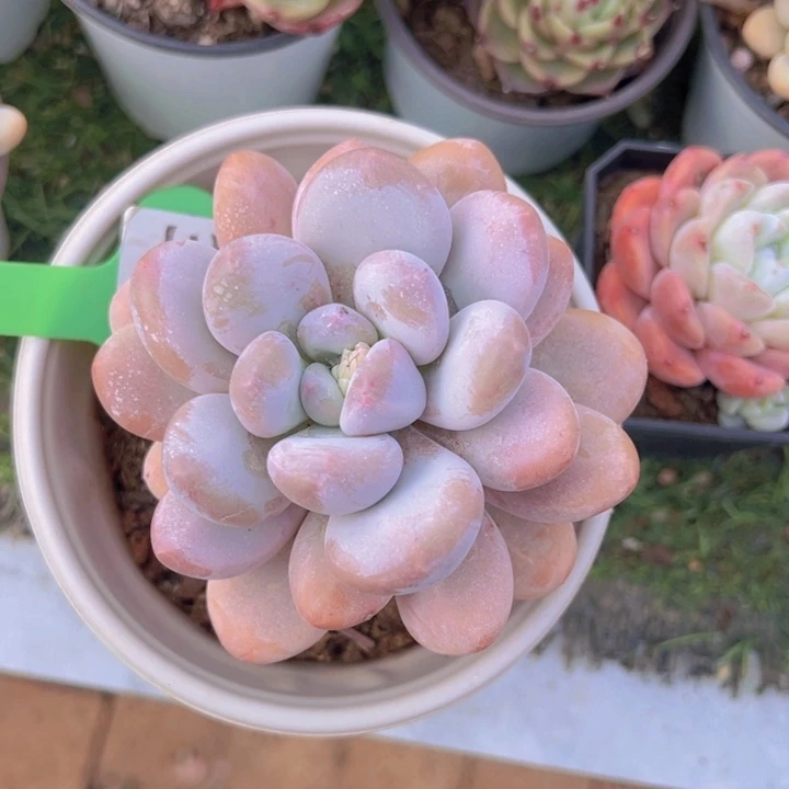 健健康康平平安安